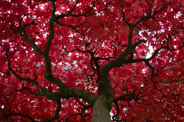 Vivid autumn maple leaves photography